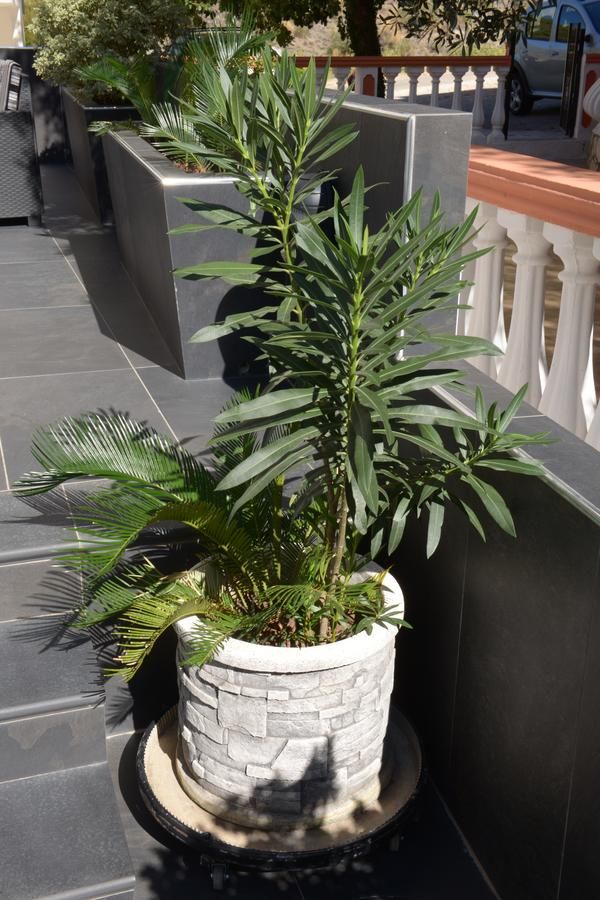 Апартаменты Apartmani Barović Bečići Бечичи-15